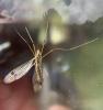 Nephrotoma quadrifaria